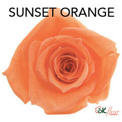 Baby Rose / Sunset Orange