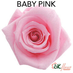 Baby Rose / Baby Pink