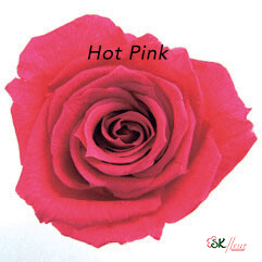 Baby Rose / Hot Pink