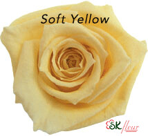 Baby Rose / Soft Yellow