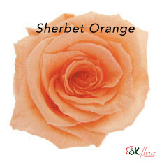 Baby Rose / Sherbet Orange