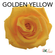 Baby Rose / Golden Yellow