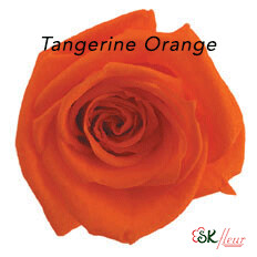 Baby Rose / Tangerine Orange