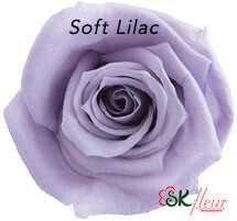 Baby Rose / Soft Lilac