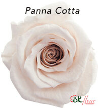 Baby Rose / Panna Cotta