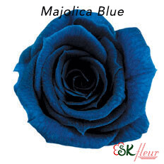 Baby Rose / Majolica Blue
