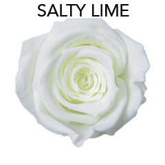 Baby Rose / Salty Lime