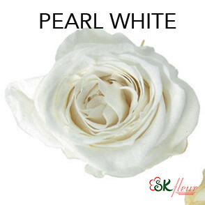 Piccola Blossom Rose / Pearl White