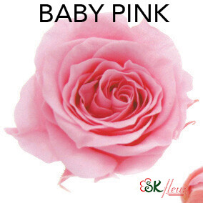 Piccola Blossom Rose / Baby Pink