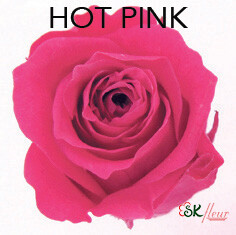 Piccola Blossom Rose / Hot Pink