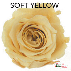 Piccola Blossom Rose / Soft Yellow