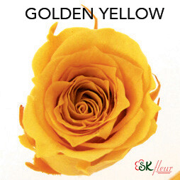 Piccola Blossom Rose / Golden Yellow