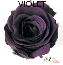 Piccola Blossom Rose / Violet