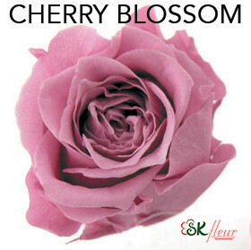 Piccola Blossom Rose / Cherry Blossom