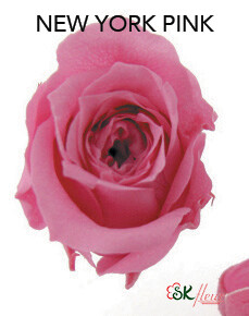 Piccola Blossom Rose / New York Pink