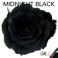 Piccola Blossom Rose / Midnight Black