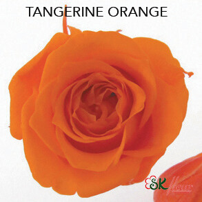 Piccola Blossom Rose / Tangerine Orange