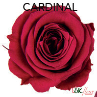 Piccola Blossom Rose / Cardinal