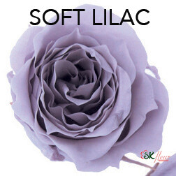 Piccola Blossom Rose / Soft Lilac