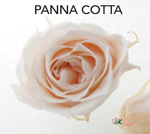 Piccola Blossom Rose / Panna Cotta