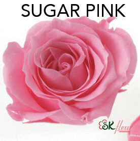 Piccola Blossom Rose / Sugar Pink