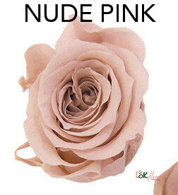 Piccola Blossom Rose / Nude Pink