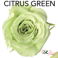 Piccola Blossom Rose / Citrus Green