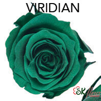Piccola Blossom Rose / Viridian