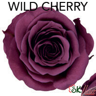 Piccola Blossom Rose / Wild Cherry
