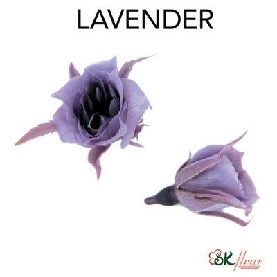 Micro Rose / Lavender