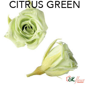 Micro Rose / Citrus Green