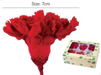 PREMIUM CARNATION