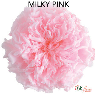 Premium Carnation / Milky Pink