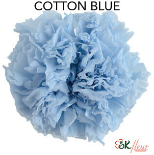 Premium Carnation / Cotton Blue