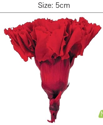 STANDARD CARNATION