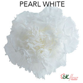 Standard Carnation / Pearl White