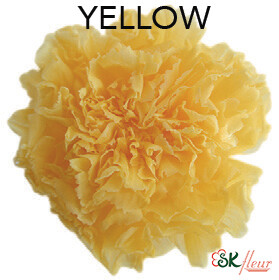 Standard Carnation / Yellow