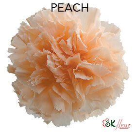 Standard Carnation / Peach