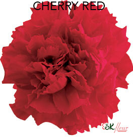 Standard Carnation / Cherry Red