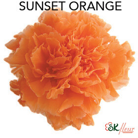 Mini Carnation / Sunset Orange