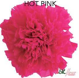 Standard Carnation / Hot Pink