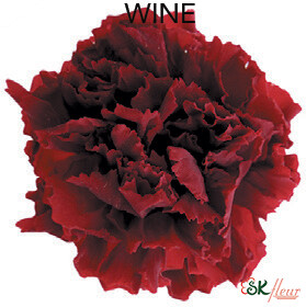Mini Carnation / Wine