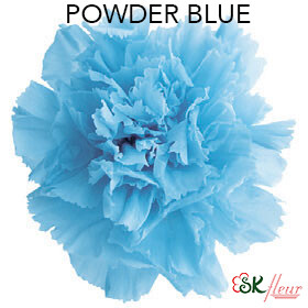 Standard Carnation / Powder Blue
