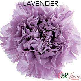 Standard Carnation / Lavender