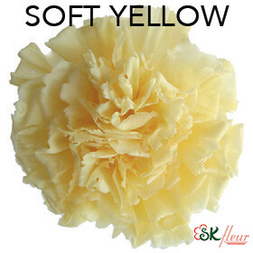 Standard Carnation / Soft Yellow
