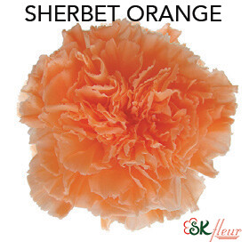 Standard Carnation / Sherbet Orange