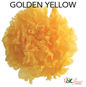 Standard Carnation / Golden Yellow