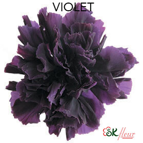 Standard Carnation / Violet