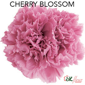 Standard Carnation / Cherry Blossom
