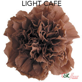 Mini Carnation / Light Cafe